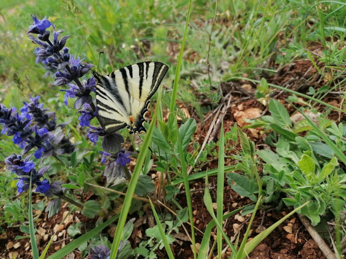 Ferienresidenz Lavandula Nova Vas (Porec)